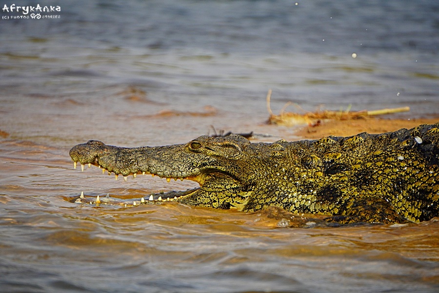 Krokodyl z rzeki Okawango.