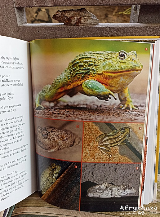 W książce "Zwierzęta Afryki. Przewodnik na safari" opisuję też żaby.