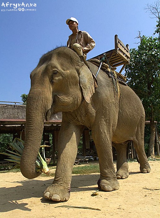 Jazda na słoniu jest wciąż popularną atrakcją w Azji.
