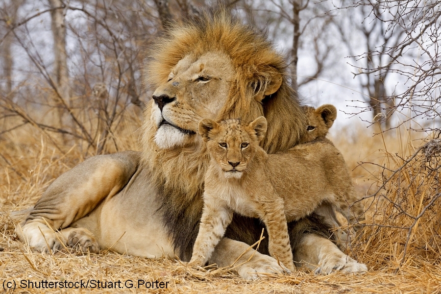Rodzina lwa - zdjęcie z książki "Zwierzęta Afryki. Przewodnik na safari". Fot: Shutterstock/Stuart Porter.