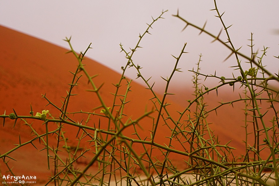 Gałęzie !nara na tle wydm pustyni Namib.