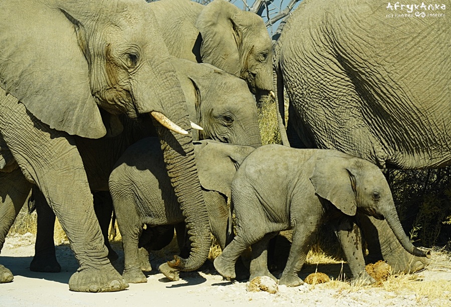 Słonie żyją w rodzinnych grupach.