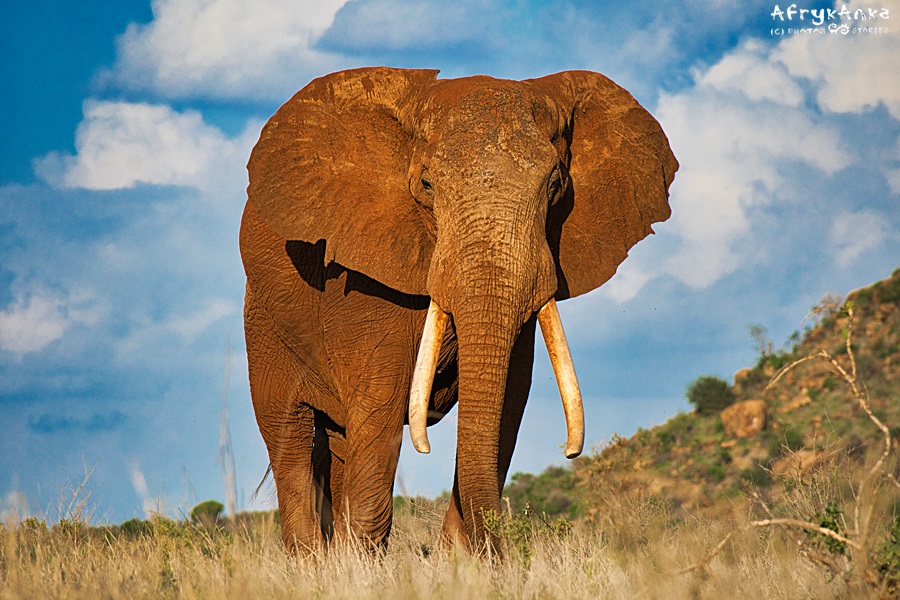Majestatyczny słoń z parku Tsavo East (Kenia).