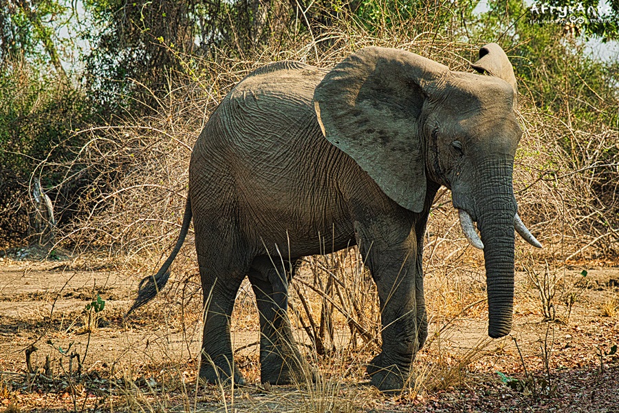 Czasem słonie przeżywają z amputowanym końcem trąby.