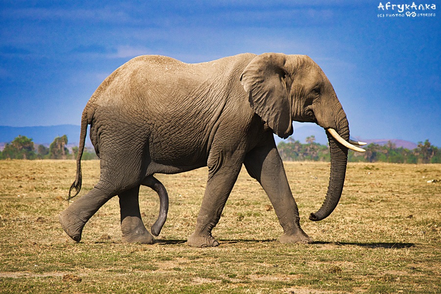 Słoń z dwiema trąbami.
