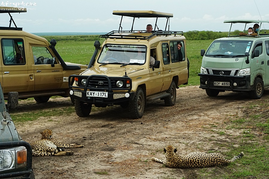 Gepardy w Maasai Mara.