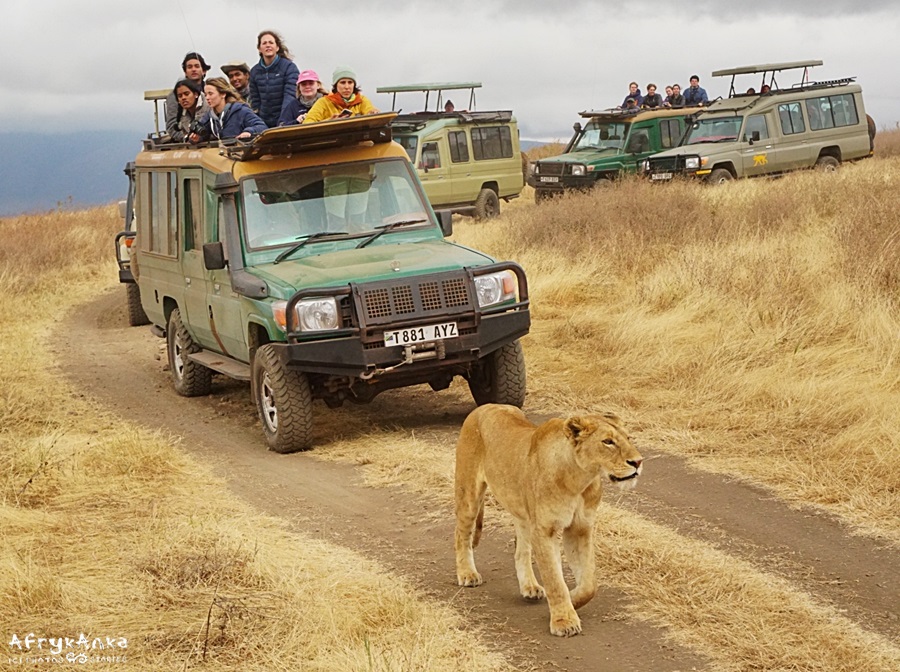Wszyscy chcą zobaczyć lwicę. Ngorongoro (Tanzania)