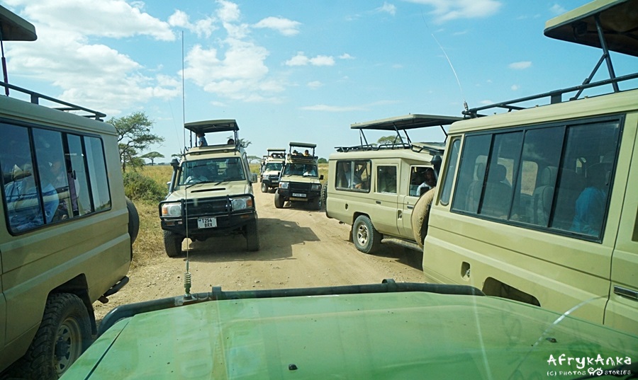 Serengeti - po ilości aut poznaje się jak bardzo atrakcyjne zwierzę jest w okolicy.