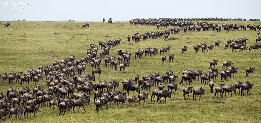 Gnu podczas wielkiej migracji - Serengeti.