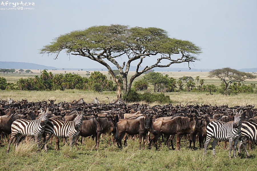 Obserwacja zwierząt na safari to niezwykłe doświadczenie.