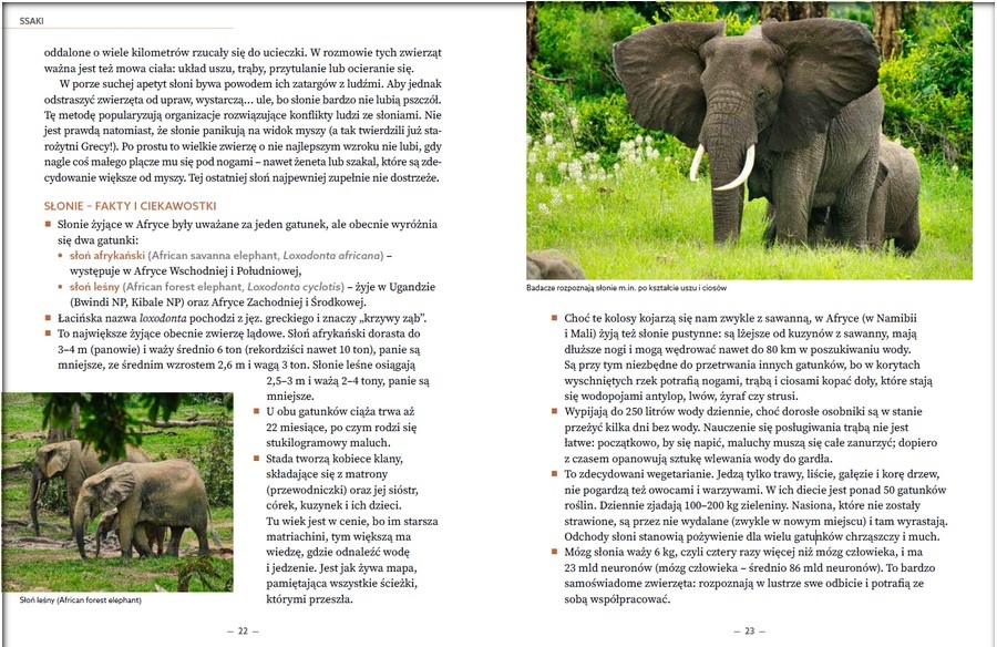 "Zwierzęta Afryki. Przewodnik na safari" - SŁONIE - kilknij i pobierz rozdział w PDF.